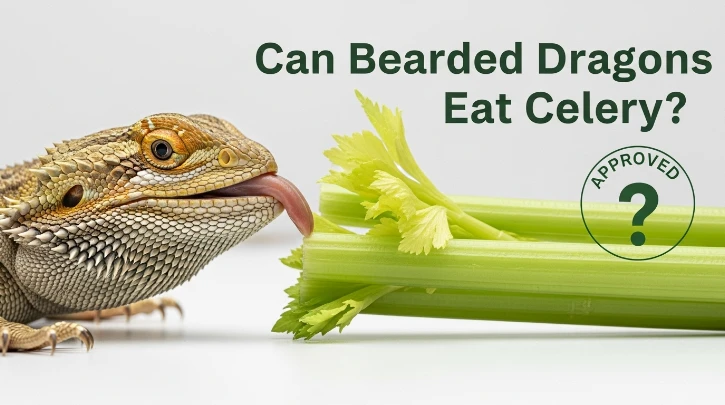 Can Bearded Dragons Eat Celery?