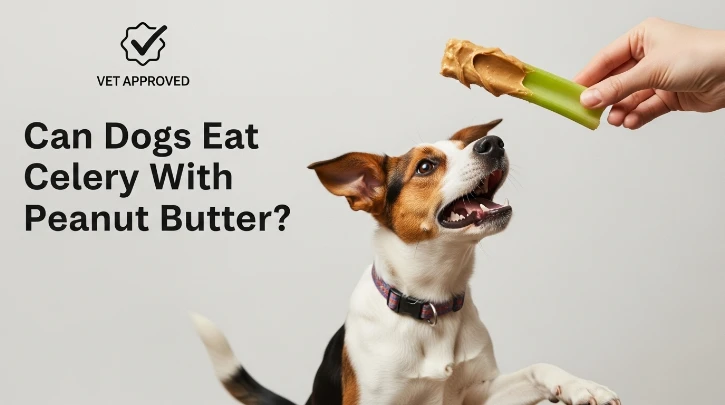 Can Dogs Eat Celery With Peanut Butter? A Safe Snack Guide for Your Best Friend