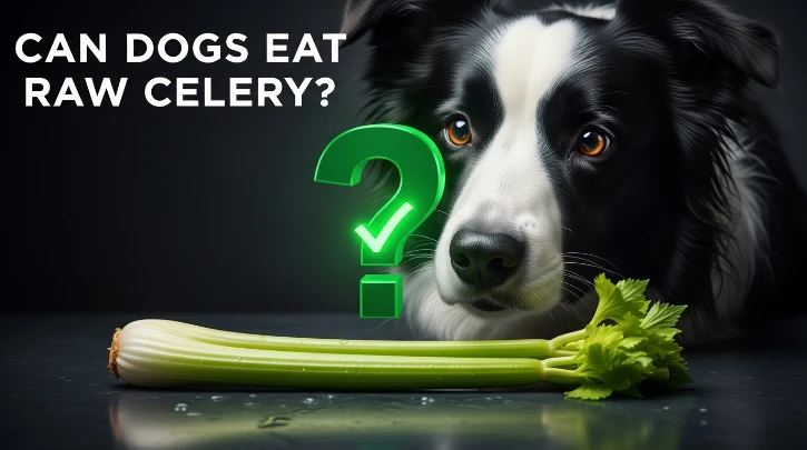 Can Dogs Eat Raw Celery? Your Complete Guide to Safe Snacking