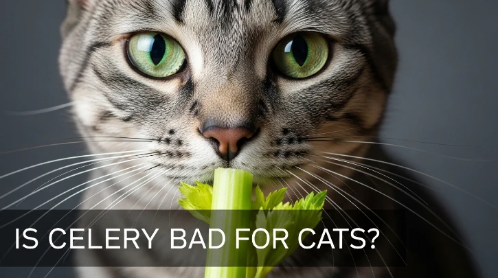 is-celery-bad-for-cats