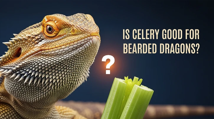 Is Celery Good for Bearded Dragons? The Definitive Guide to Their Diet
