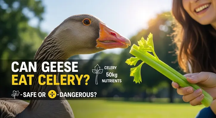 Can Geese Eat Celery Your Expert Guide to Safe Snacking