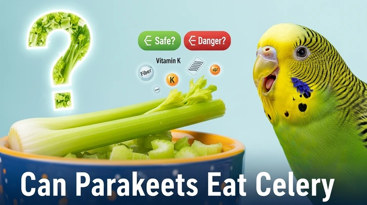 Can Parakeets Eat Celery A Complete Guide to Safe Snacking