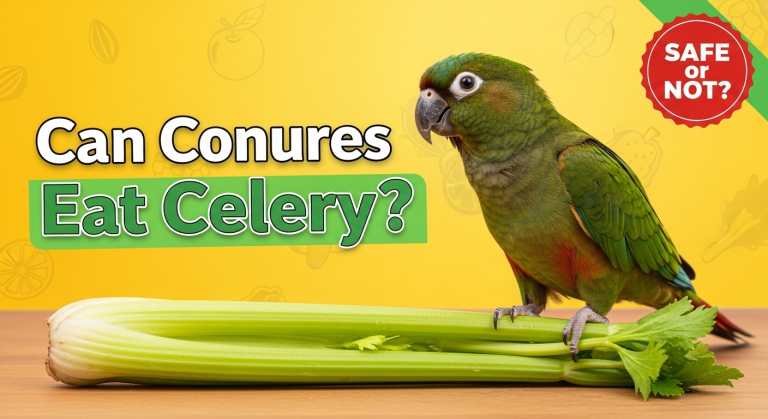 Can Conures Eat Celery A Comprehensive Guide to Safe Feeding