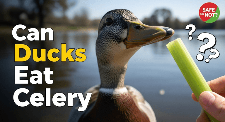 Can Ducks Eat Celery A Comprehensive Guide to Safe Feeding
