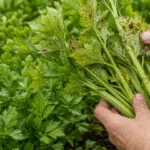 celery pests