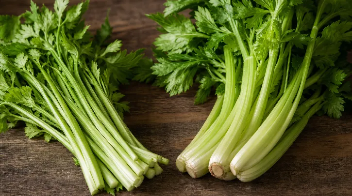 chinese celery characteristics