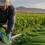 commercial celery production