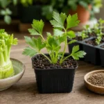 grow celery from scraps