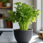 grow celery indoors