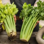 organic celery benefits