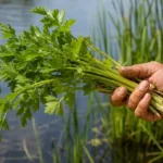 wild celery identification